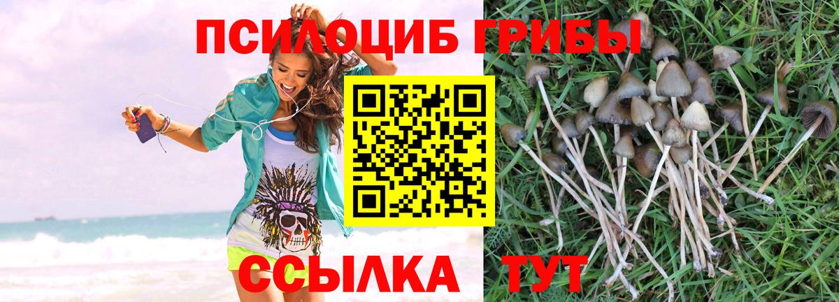 сколько стоит  Вход с VPN  Черногорск  Псилоцибиновые грибы Magic Shrooms  Псилоцибиновые грибы ЛСД 